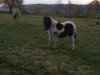 horse Einstein (Shetland Pony, 2011, from El Badivi)