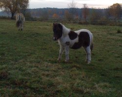 Pferd Einstein (Shetland Pony, 2011, von El Badivi)