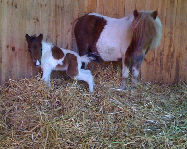 broodmare Proza van Stal de Tienmaatsweg (Shetland Pony, 2000, from Fandor van Kairos)