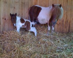 Zuchtstute Proza van Stal de Tienmaatsweg (Shetland Pony, 2000, von Fandor van Kairos)