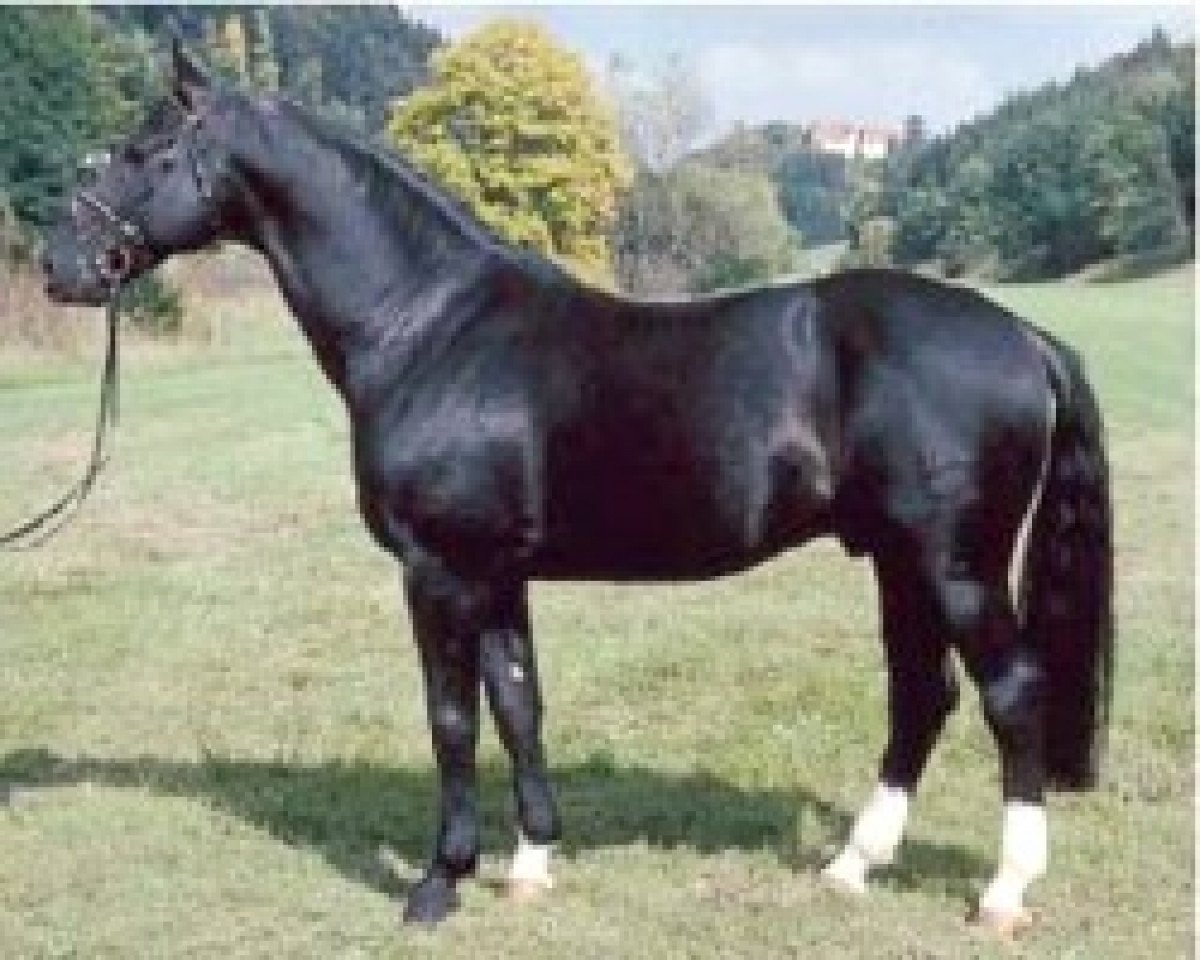 stallion Disco-Tänzer (Württemberger, 1987, from Disco-Star)