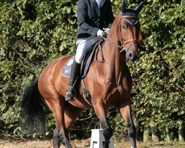 dressage horse Waterloo (German Sport Horse, 2004, from Well done)