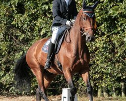 dressage horse Waterloo (German Sport Horse, 2004, from Well done)