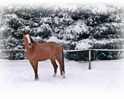 jumper Châtillon (German Sport Horse, 2006, from Compagnon 9)