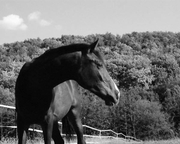 Springpferd Diamonds in the Sky (Oldenburger, 2010, von Don Diamond)