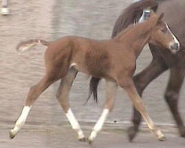 horse Avenida (German Warmblood, 2008, from Grandseigneur)