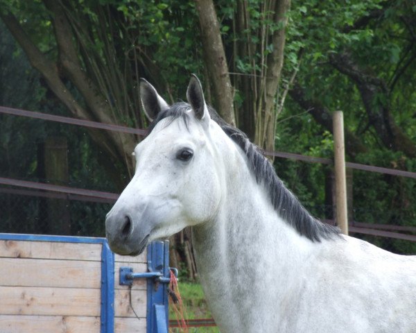 broodmare Belle Soleil (Trakehner, 2006, from Cadeau)