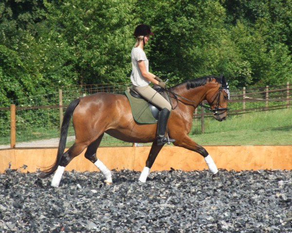 broodmare Bella Tivana (Trakehner, 2007, from Tivano)