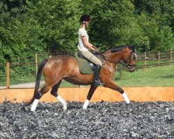 broodmare Bella Tivana (Trakehner, 2007, from Tivano)