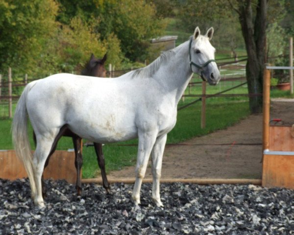 broodmare Belle de Jour IV (Trakehner, 1999, from Schampus)