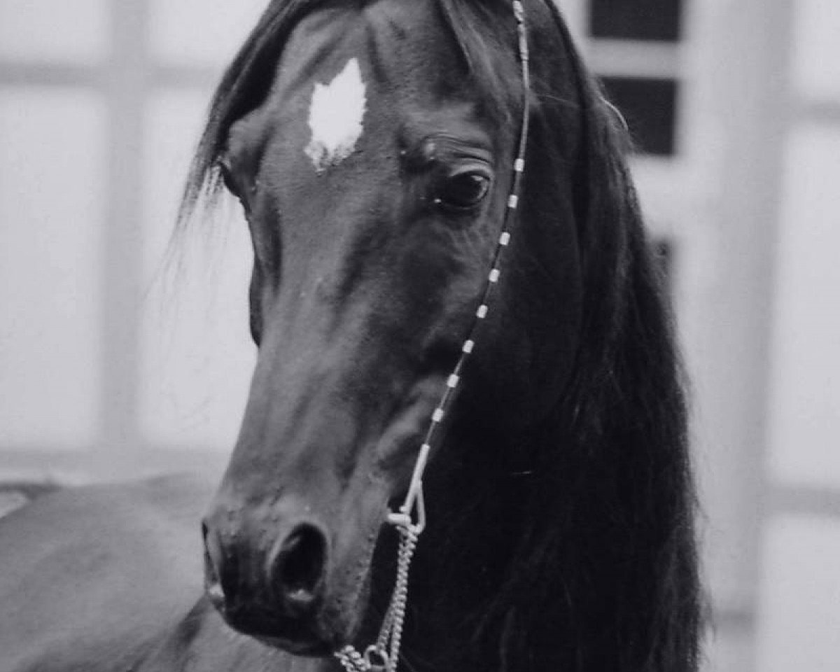 stallion Allat al Ganschow (Arabian purebred, 1993, from Allat el Kazar ox)