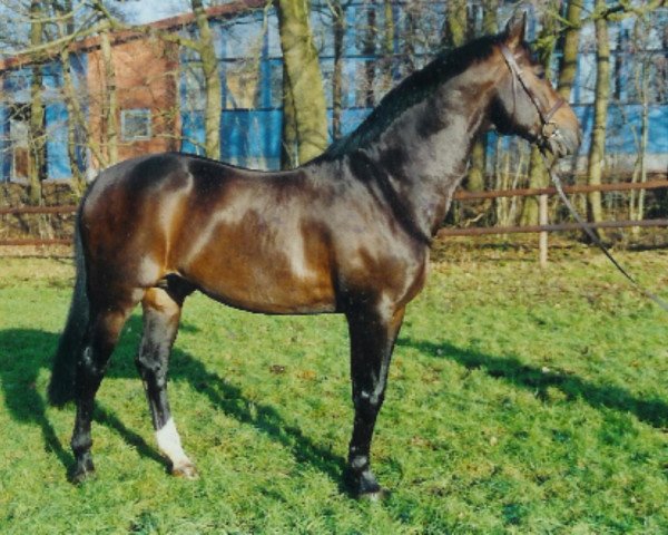 stallion Randazzo II (Oldenburg, 1988, from Ramino)