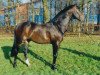 stallion Randazzo II (Oldenburg, 1988, from Ramino)