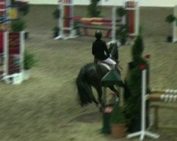 Springpferd Galina 216 (Deutsches Reitpony, 2005, von Begas)