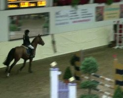 stallion Nashville WH (German Riding Pony, 2001, from Nortenjo)