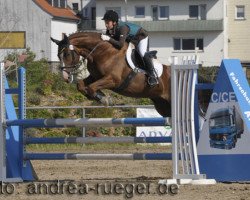 dressage horse Elisco (Westphalian, 2005, from Sibirian Express)