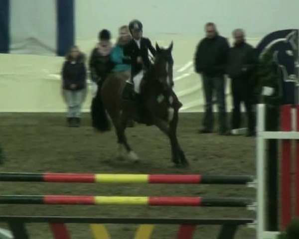 Springpferd Vera 74 (KWPN (Niederländisches Warmblut), 2002, von Optimist)