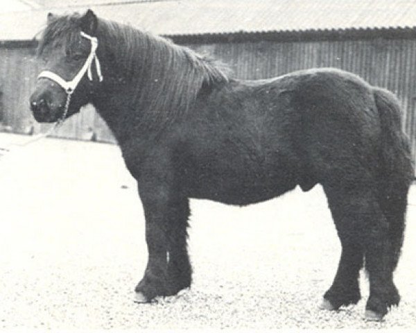 Deckhengst Lector van de Rijksweg (Shetland Pony, 1975, von Coen van Neer)