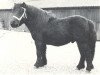 Deckhengst Lector van de Rijksweg (Shetland Pony, 1975, von Coen van Neer)