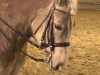 dressage horse Amon van het Ligterink (Haflinger, 2006, from Allacher)