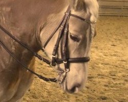 dressage horse Amon van het Ligterink (Haflinger, 2006, from Allacher)