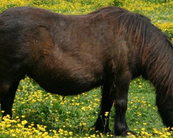 broodmare Wells Ermina (Shetland Pony, 1970, from Topper of Berry)