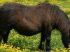 Zuchtstute Wells Ermina (Shetland Pony, 1970, von Topper of Berry)