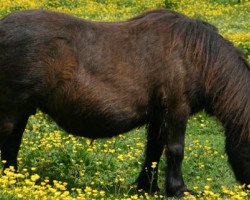 Zuchtstute Wells Ermina (Shetland Pony, 1970, von Topper of Berry)