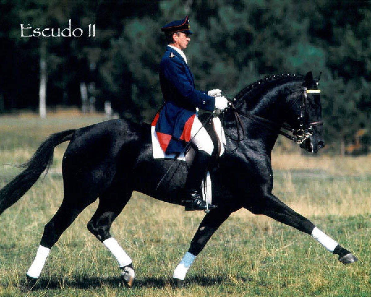 stallion Escudo II (Hanoverian, 1992, from Espri)