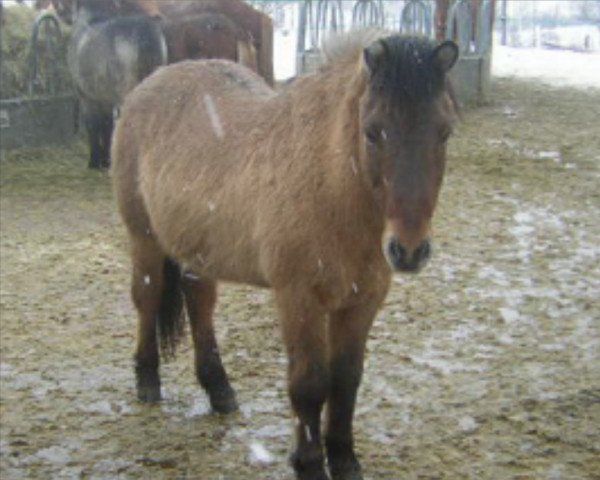 horse Fagri-Bleikur fra Höskuldsstödum (Iceland Horse, 1988, from Ófeigur frá Flugumýri)