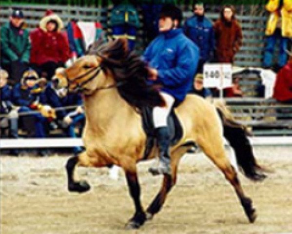 Pferd Blundur fra Mork (Islandpferd, 1991, von Ófeigur frá Flugumýri)