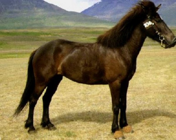 broodmare Hreyfing frá Árgerði (Iceland Horse, 1983, from Ófeigur frá Flugumýri)