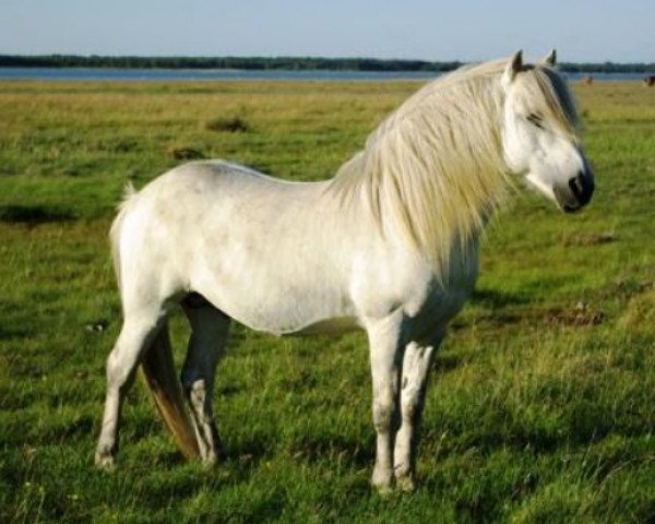 stallion Geysir fra Keldudal (Iceland Horse, 1992, from Ófeigur frá Flugumýri)
