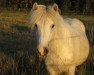 broodmare Dad fra Keldudal (Iceland Horse, 1987, from Feykir frá Hafsteinsstöðum)