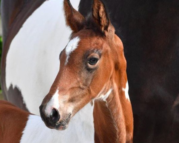 jumper Dico NN Z (Zangersheide riding horse, 2016, from Diamant de Semilly)