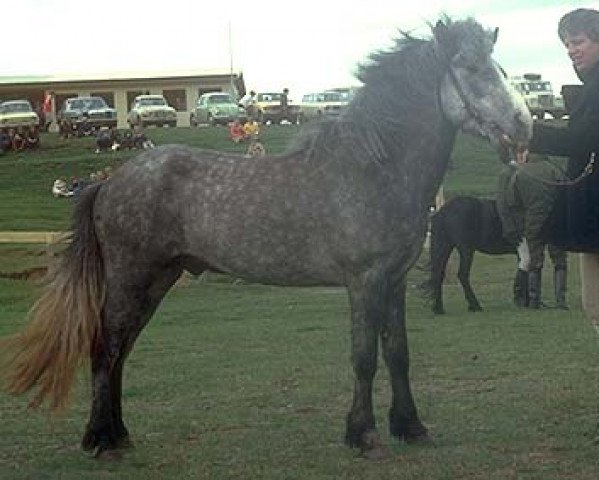 Deckhengst Feykir frá Hafsteinsstöðum (Islandpferd, 1977, von Rauður frá Kolkuósi)