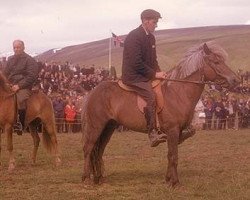 Deckhengst Stjarni frá Hafsteinsstöðum (Islandpferd, 1953, von Goði frá Sauðárkróki frá Axlarhaga)