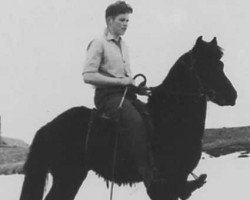 stallion Hrafn frá Hólum (Iceland Horse, 1955, from Hóla-Skuggi frá Hólum)