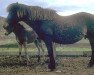 broodmare Drottning fra Holum (Iceland Horse, 1946, from Nökkvi frá Hólmi)