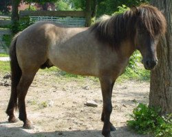 horse Frami fra Ytra-Skördugili (Iceland Horse, 1998, from Ófeigur frá Flugumýri)