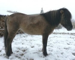 horse Dökkvi fra Skardi (Iceland Horse, 1988, from Ófeigur frá Flugumýri)