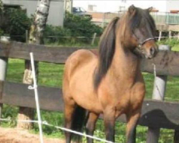 stallion Opal fra Bakkakoti (Iceland Horse, 1995, from Ófeigur frá Flugumýri)