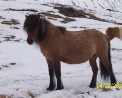 broodmare Mánadís frá Nýjabæ (Iceland Horse,  , from Ófeigur frá Flugumýri)