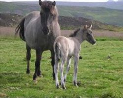 broodmare Aska fra Gardi (Iceland Horse, 1988, from Ófeigur frá Flugumýri)