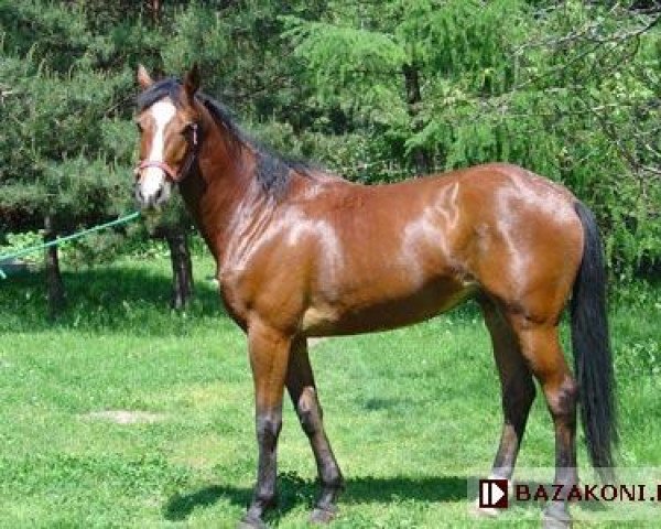 Springpferd Diament (Malopolska, 1998, von Lais)