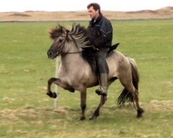 stallion Ofeigur fra Bakkakoti (Iceland Horse, 1997, from Ófeigur frá Flugumýri)