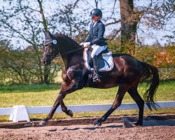 Dressurpferd Don Hennes (Trakehner, 2017, von Helium)