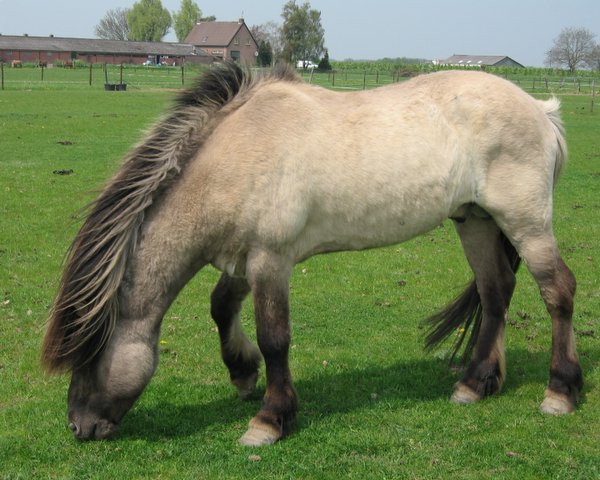 Deckhengst Askur fra Gerdum (Islandpferd, 1991, von Ófeigur frá Flugumýri)