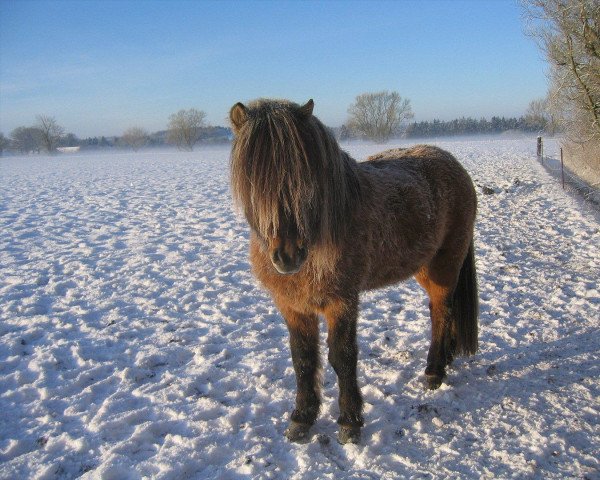 Deckhengst Áll frá Húsatóftum (Islandpferd,  , von Ófeigur frá Flugumýri)