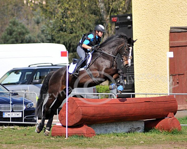 broodmare Dobrawa (polish noble half-breed, 2004, from Corde)